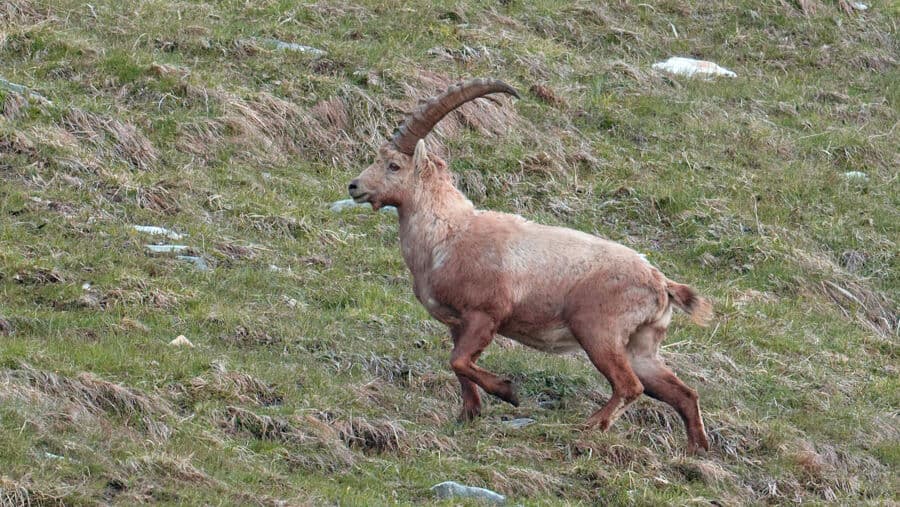 Film: Steinbock – Ein Leben im Grenzbereich