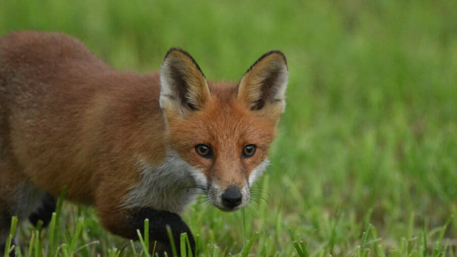 Film: Fuchs-Geschichten hautnah erlebt