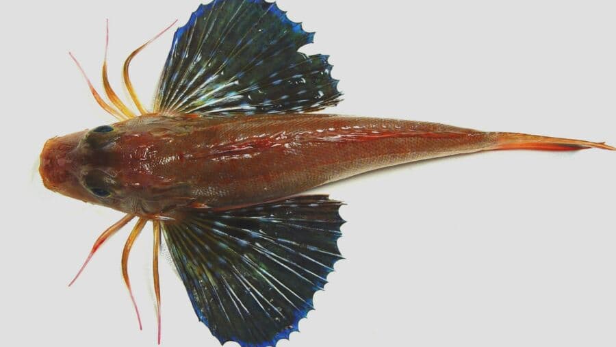 Vortrag: Skurrile Tierwelt – Einfallsreiche Evolution