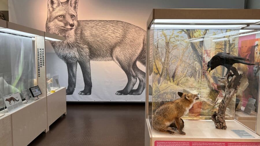 Führung durch die Sonderausstellung «Der Fuchs – Meister der Anpassung»